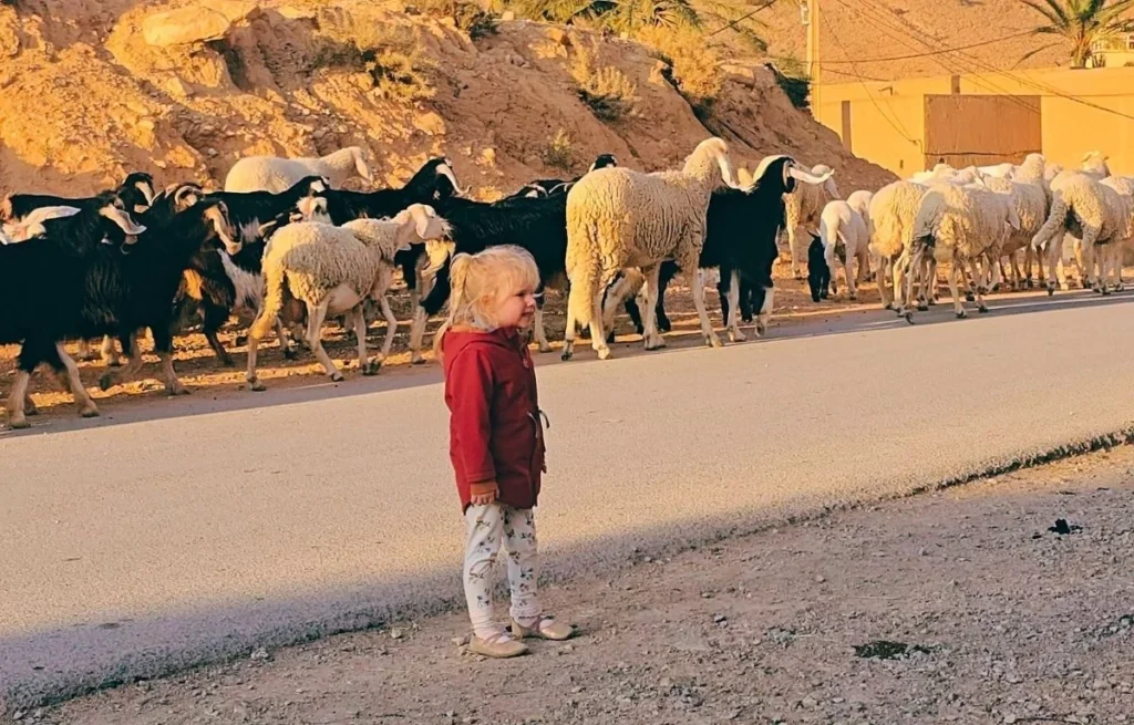 Algeria Desert Tour Bou Saada – Biskra – El Oued ()