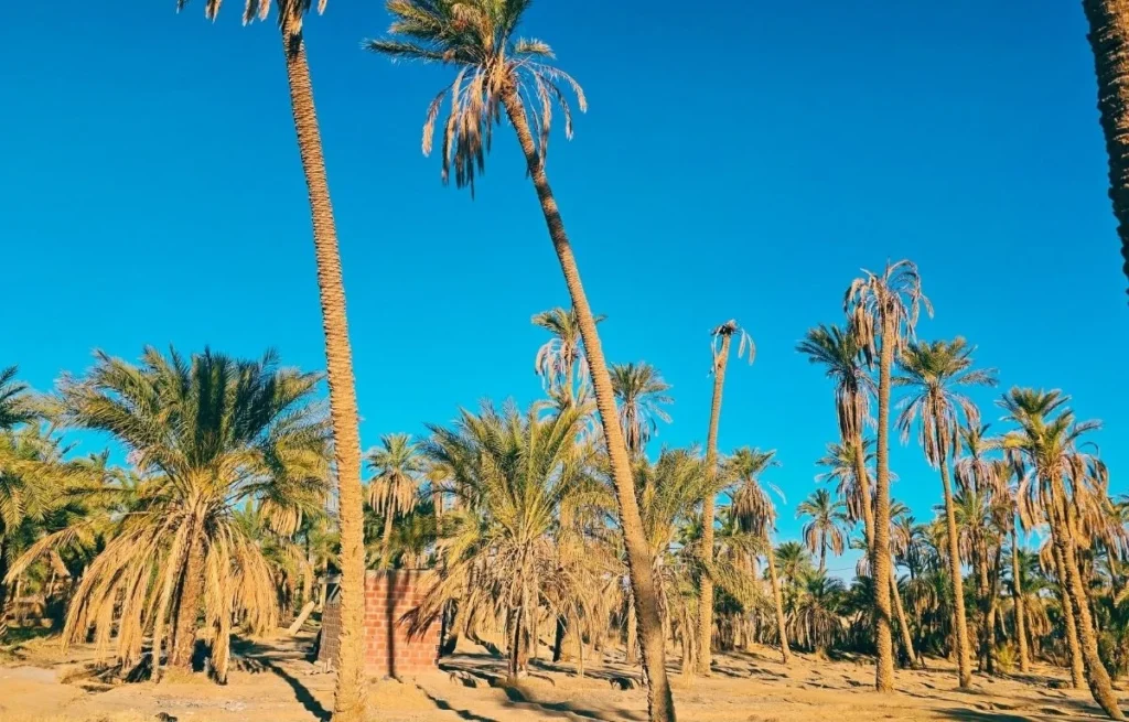 Algeria Desert Tour Bou Saada – Biskra – El Oued ()